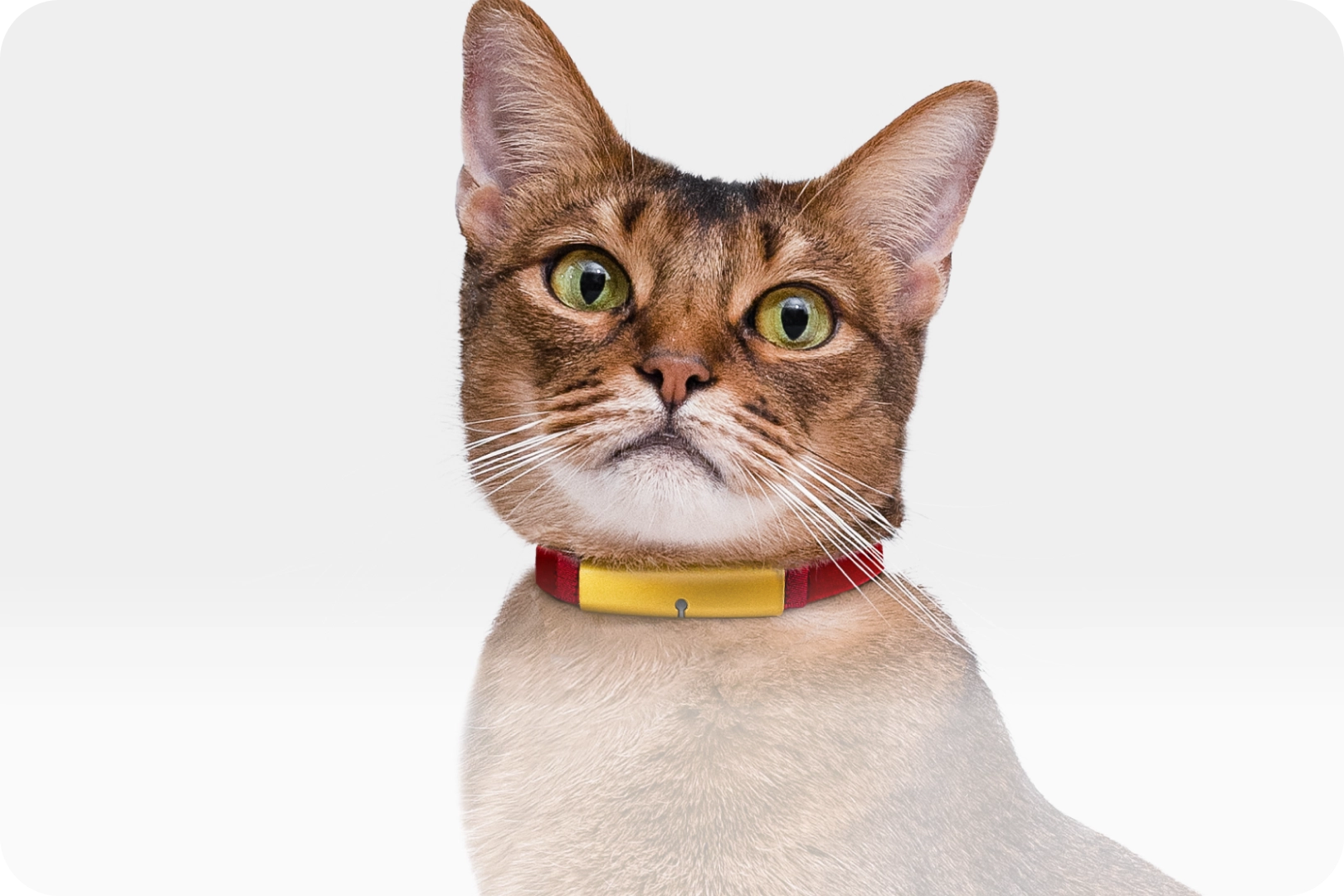 最新テクノロジーで猫の健康を守る！RABOが提供する猫見守りデバイス 